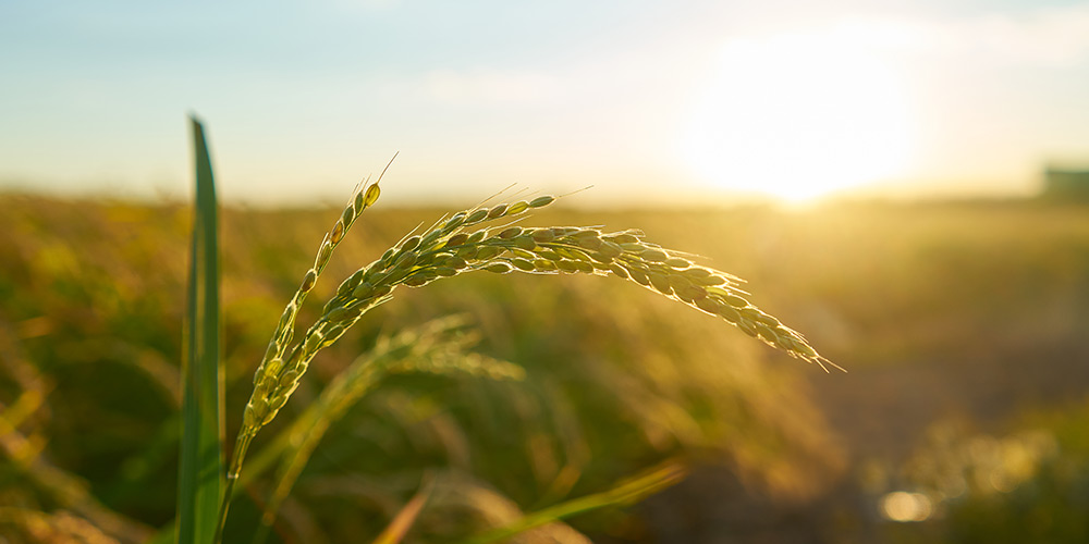 AGRICULTURE