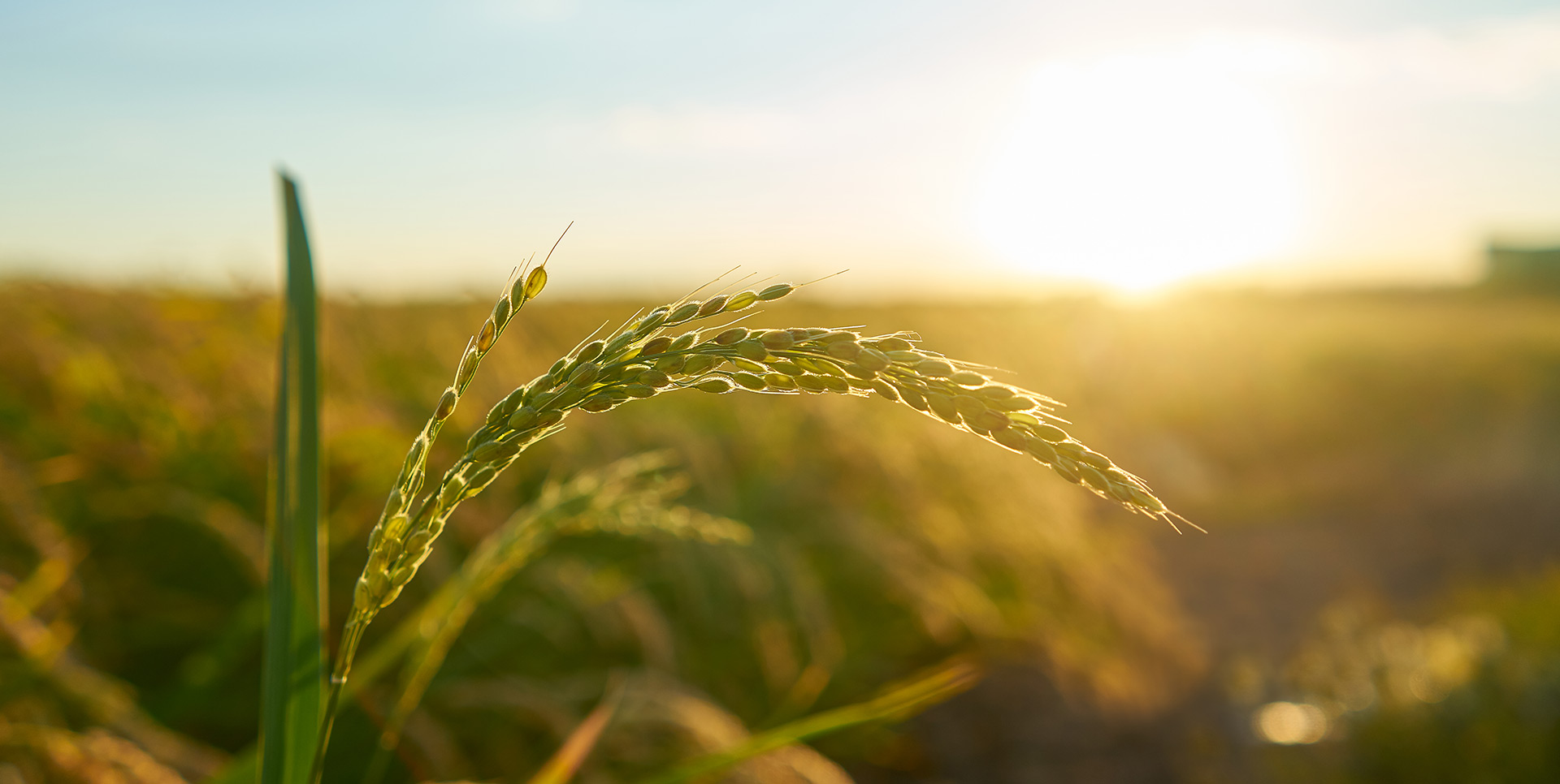 AGRICULTURE